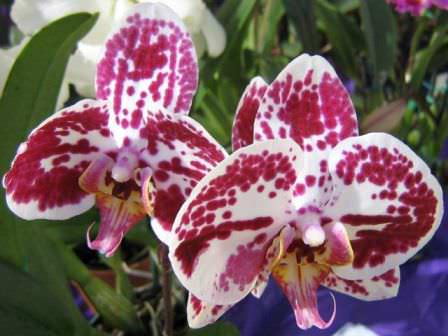 Орхидеи отличаются способами размножения. В их семенных капсулах содержится около 2 миллионов семян, которые легко разносятся ветром
