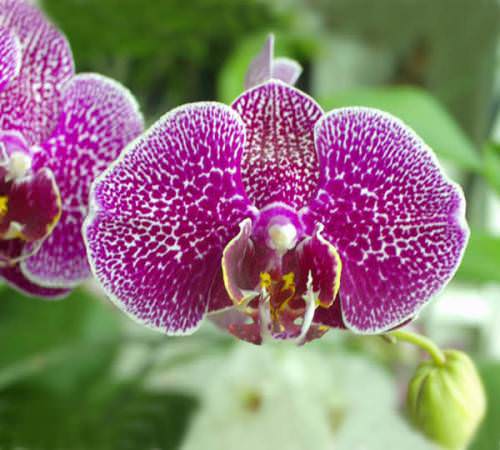 Выращиваем орхидеи самостоятельно