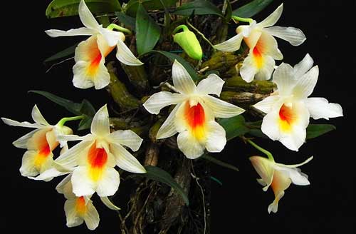 Выращиваем орхидеи самостоятельно