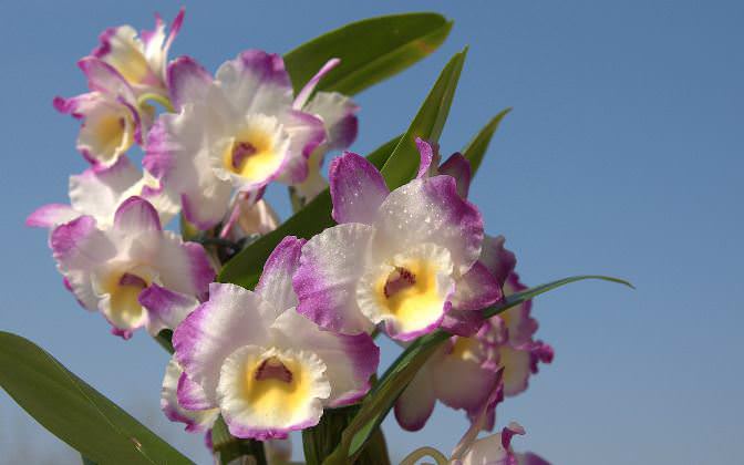 Основное отличие цветка любого вида орхидеи состоит в уникальном и абсолютно неповторимом его строении