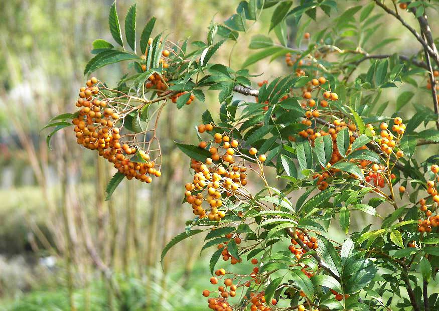 Рябина обыкновенная