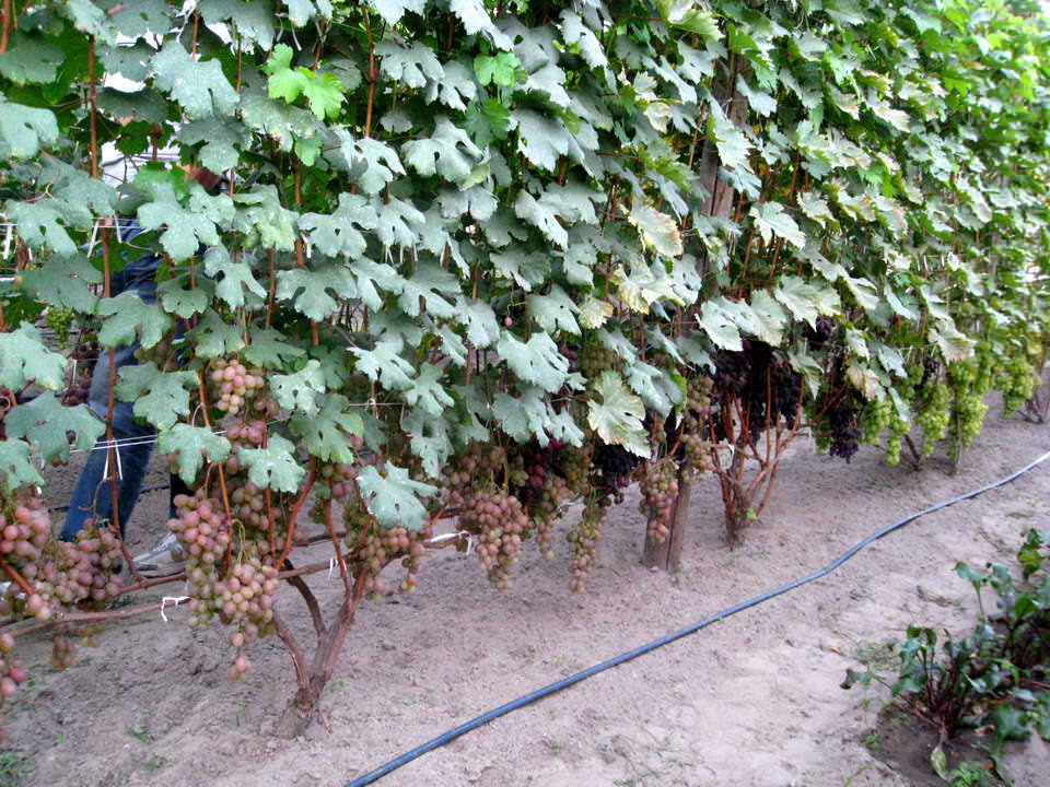 Качественные и надежные шпалеры для винограда