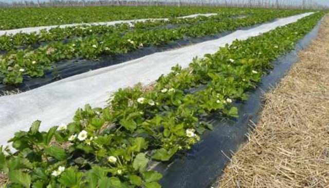 Черный укрывной спанбонд-материал предотвращает рост сорняков на грядках, а также защищает газоны от размывания дождями или высыхания в летний период