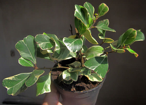 «Треугольный» (Ficus triangularis Warb.)