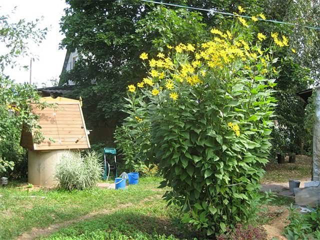 Как правильно ухаживать за топинамбуром, чтобы растение было сильным и показало хороший урожай по осени?