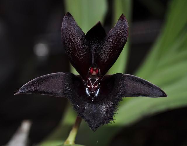 Виды комнатной орхидеи и особенности ухода за растениями