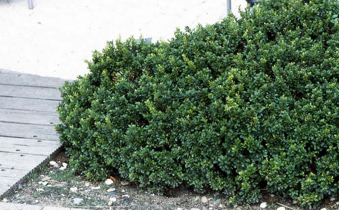 Барбарис — высокодекоративное растение, активно использующееся в ландшафтном дизайне