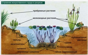 Заселение пруда глубоководными растениями