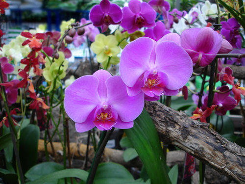 Какое растение принесет вам счастье: определяем по дате рождения