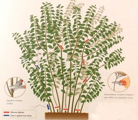 Схема обрезки чубушника после цветения