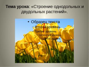 Тема урока: «Строение однодольных и двудольных растений». 