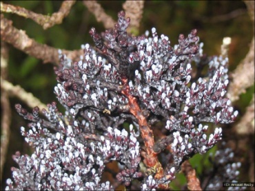 endemia.nc - Parasitaxus usta (Espece)