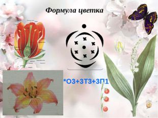 Формула цветка *О3+3Т3+3П1 