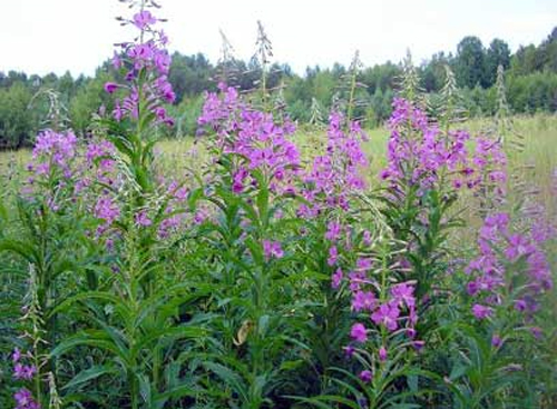 Иван-чай узколистный (Chamerion angustifolium)