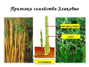 Признаки семейства Злаковые соломина 