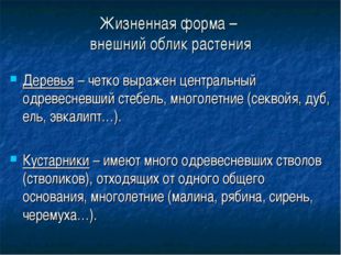 Жизненная форма – внешний облик растения Деревья – четко выражен центральный