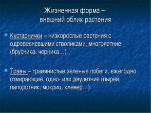 Жизненная форма – внешний облик растения Кустарнички – низкорослые растения с