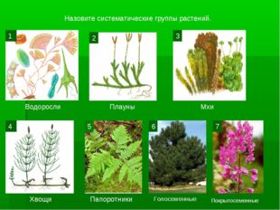 Водоросли Плауны Мхи Хвощи Папоротники Голосеменные Покрытосеменные Назовите