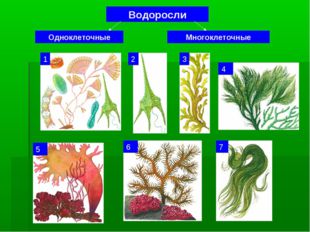 Водоросли Одноклеточные Многоклеточные 1 2 3 4 5 6 7 