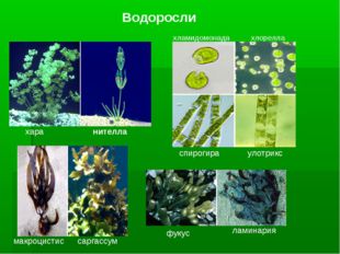 Водоросли хара нителла макроцистис саргассум хламидомонада хлорелла спирогира