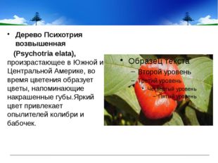 Дерево Психотрия возвышенная  (Psychotria elata), произрастающее в Южной и Ц