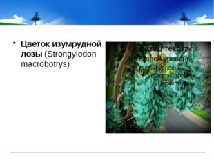 Цветок изумрудной лозы (Strongylodon macrobotrys)                          