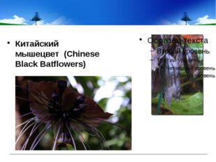  Китайский мышецвет  (Chinese Black Batflowers) 