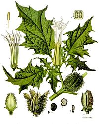 https://upload.wikimedia.org/wikipedia/commons/thumb/a/af/Datura_stramonium_-_K%C3%B6hler%E2%80%93s_Medizinal-Pflanzen-051.jpg/200px-Datura_stramonium_-_K%C3%B6hler%E2%80%93s_Medizinal-Pflanzen-051.jpg