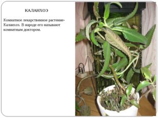 КАЛАНХОЭ Комнатное лекарственное растение- Каланхоэ. В народе его называют ко