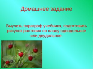 Домашнее задание Выучить параграф учебника, подготовить рисунок растения по п