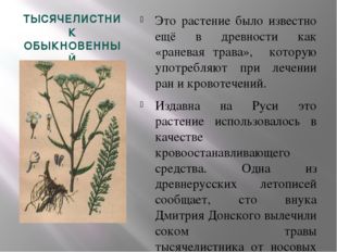 ТЫСЯЧЕЛИСТНИК ОБЫКНОВЕННЫЙ Это растение было известно ещё в древности как «ра