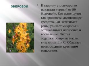 ЗВЕРОБОЙ В старину это лекарство называли «травой от 99 болезней». Его исполь