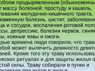 Зверобоем продырявленным (обыкновенным) лечат массу болезней: простуду и каше