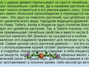 Девясилу с давних времен приписывают не просто лечебные, а даже некоторые «во