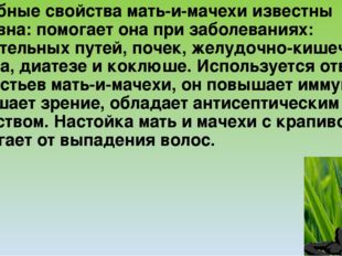 Лечебные свойства мать-и-мачехи известны издавна: помогает она при заболевани