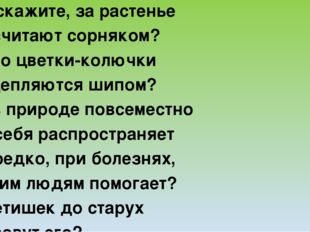 Что, скажите, за растенье Все считают сорняком? У кого цветки-колючки Прицепл