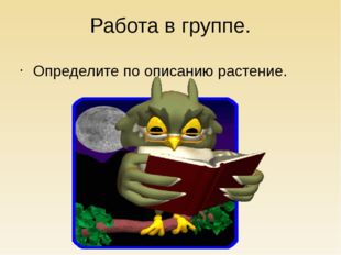 Работа в группе. Определите по описанию растение. 