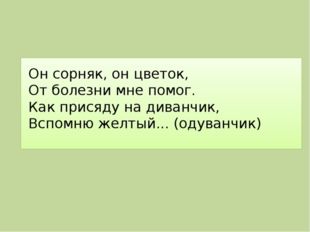   Он сорняк, он цветок, От болезни мне помог. Как присяду на диванчик, Вспомн