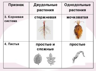 Признак Двудольные растения Однодольные растения 3. Корневая система стержнев