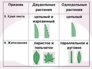 Семейства Семейство Крестоцветные Семейство Бобовые Семейство Розоцветные Сем