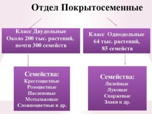 Отдел Покрытосеменные Класс Двудольные Около 200 тыс. растений, почти 300 сем