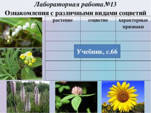 Учебник, с.66 Лабораторная работа№13 Ознакомления с различными видами соцвети