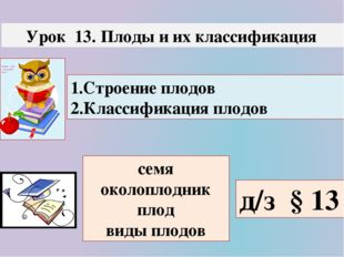 Урок 13. Плоды и их классификация 1.Строение плодов 2.Классификация плодов с