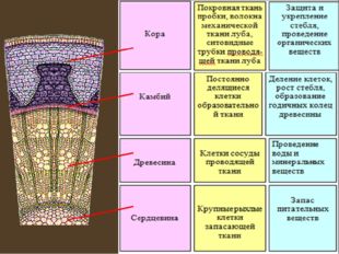 Внутреннее строение ветки дерева Учебник, с.50-51 Лабораторная работа№9 