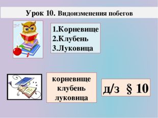 Урок 10. Видоизменения побегов д/з § 10 1.Корневище 2.Клубень 3.Луковица корн