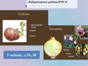  Изучение видоизмененных побегов Учебник, с.54, 56 Лабораторная работа№10-11 