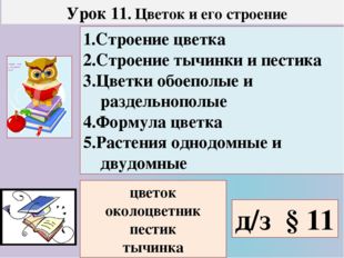 Урок 11. Цветок и его строение 1.Строение цветка 2.Строение тычинки и пестик