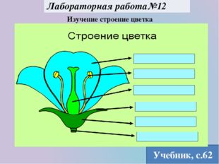  Изучение строение цветка Учебник, с.62 Лабораторная работа№12 