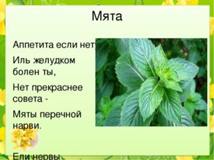 Мята Аппетита если нету, Иль желудком болен ты, Нет прекраснее совета - Мяты