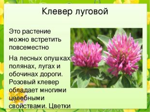 Клевер луговой Это растение можно встретить повсеместно На лесных опушках, по